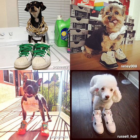 Dogs In Sneakers 2