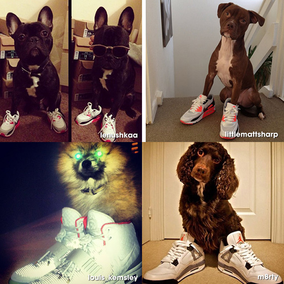 Dogs In Sneakers 3