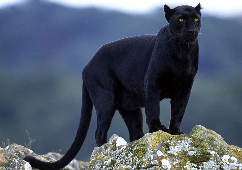 Black Panther Animals