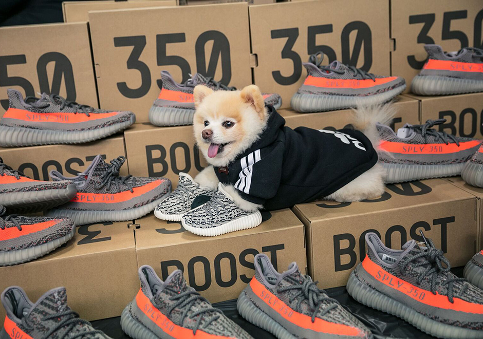 yeezys for dogs