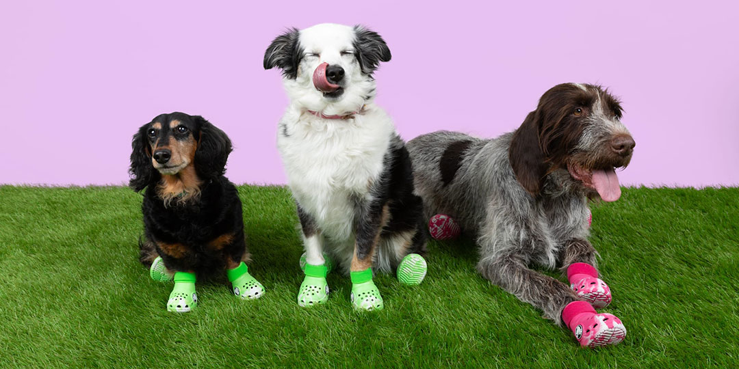 Yes, Crocs Made Saturday For Dogs