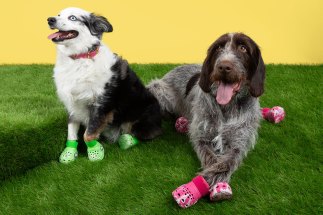 Crocs Is Releasing Shoes For Dogs