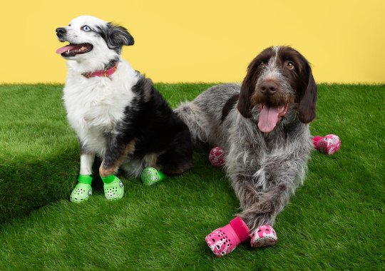 Crocs Is Releasing Shoes For Dogs