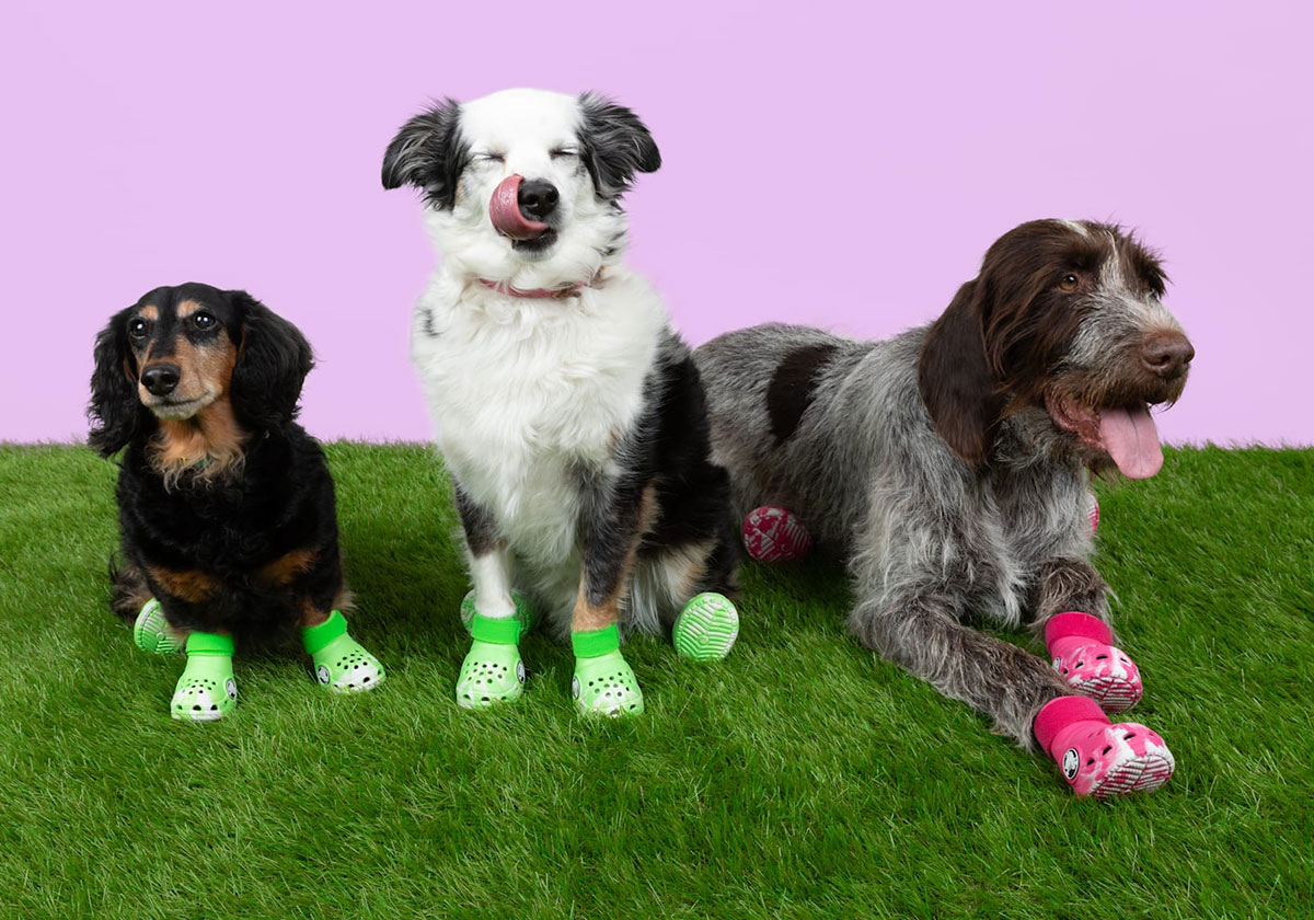 Pet Crocs For Dogs Release Date 12