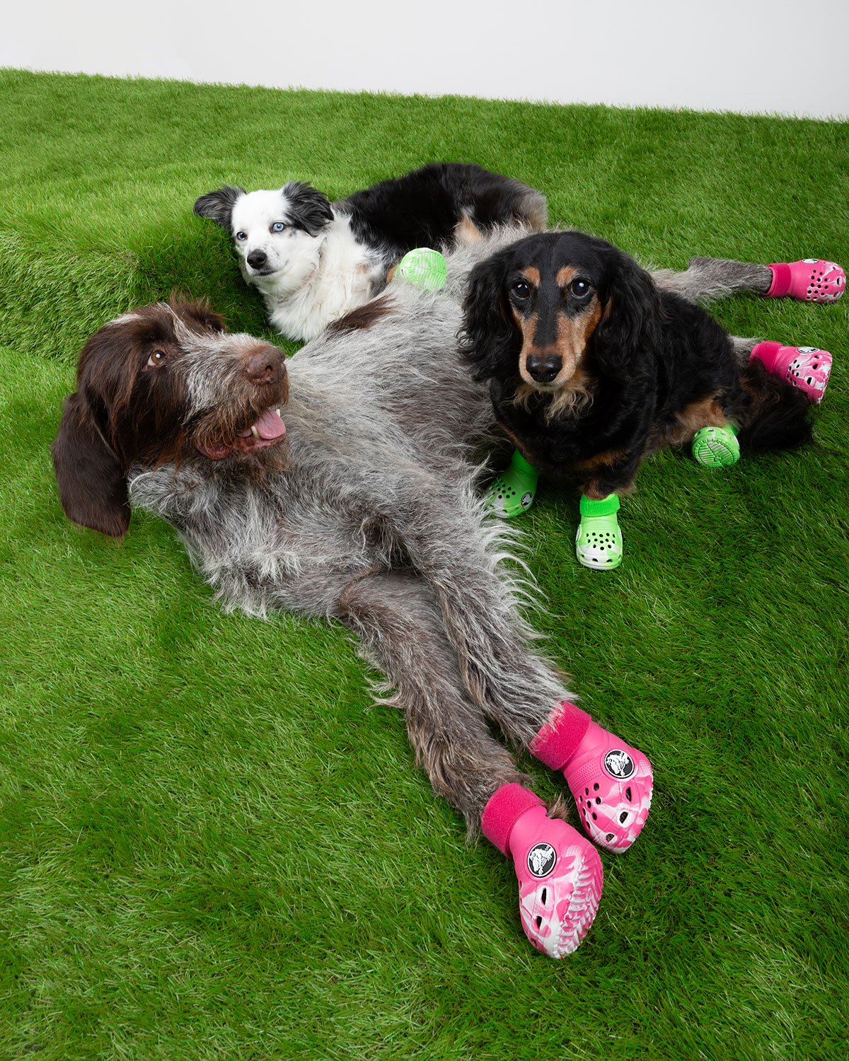 Pet Crocs For Dogs Release Date 2