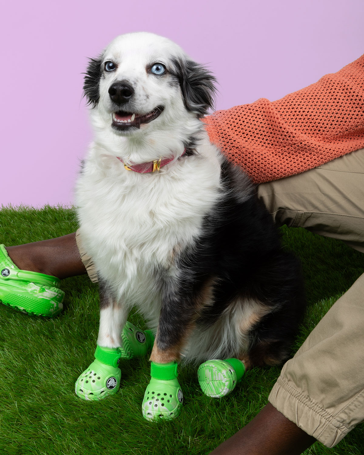 Pet Crocs For Dogs Official Release Info SneakerNews