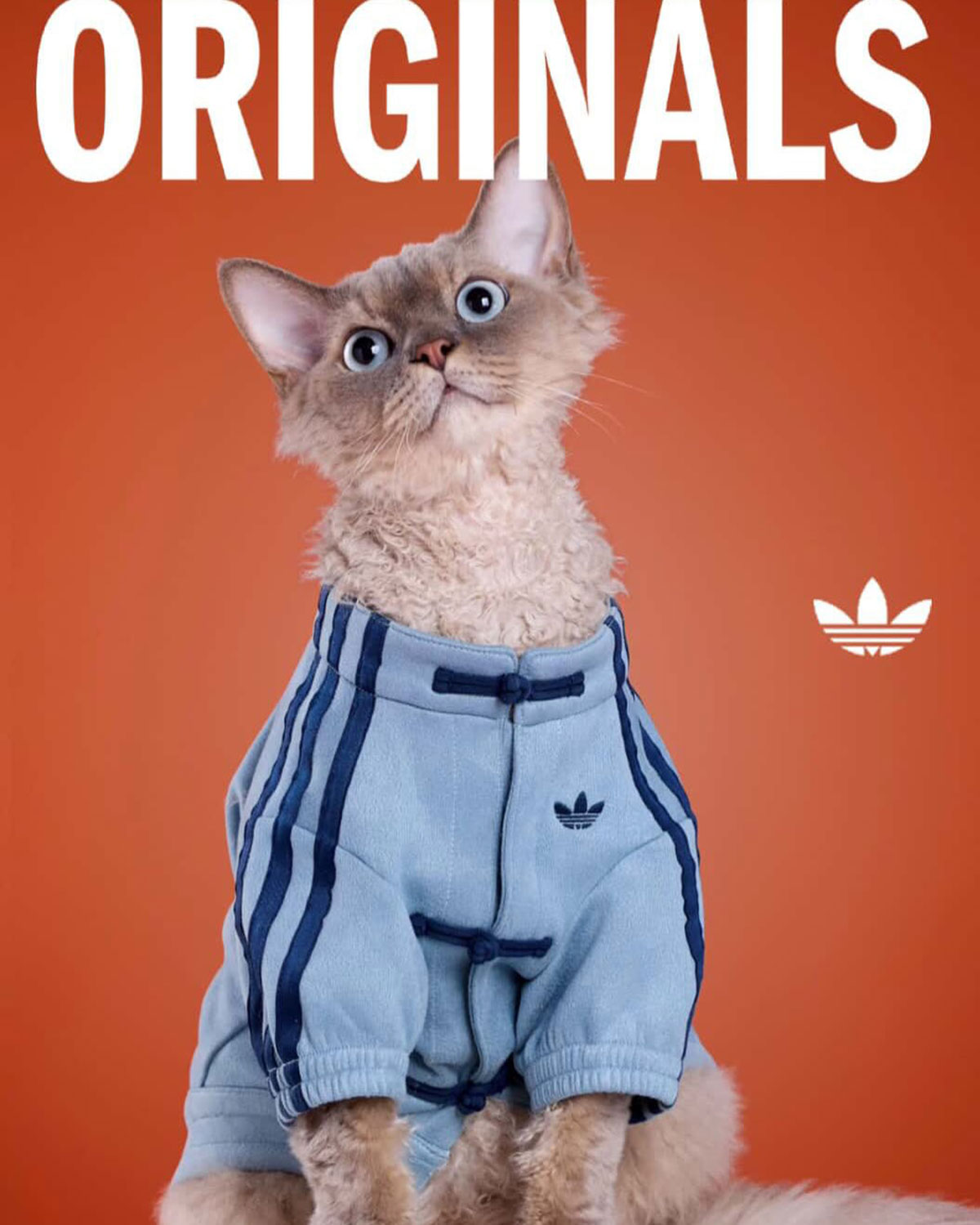 Adidas Pet Collection Chinese New Year 2026 11