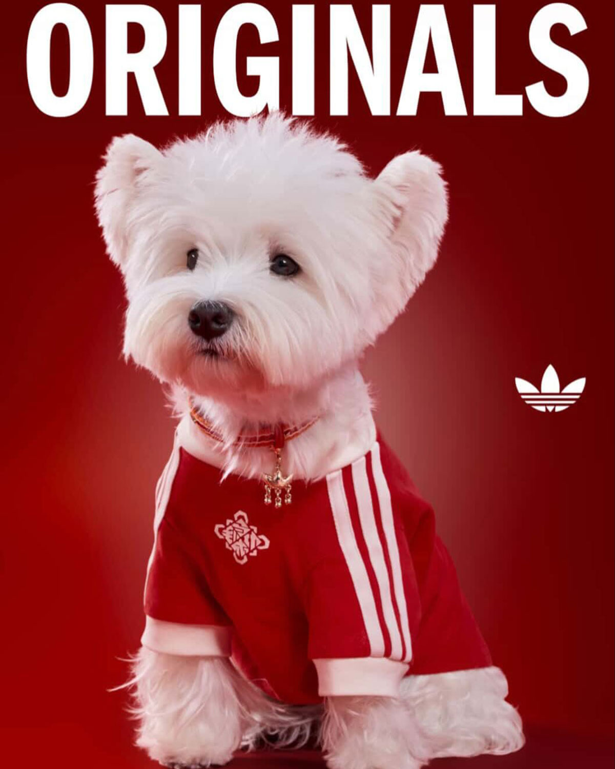 Adidas Pet Collection Chinese New Year 2026 12