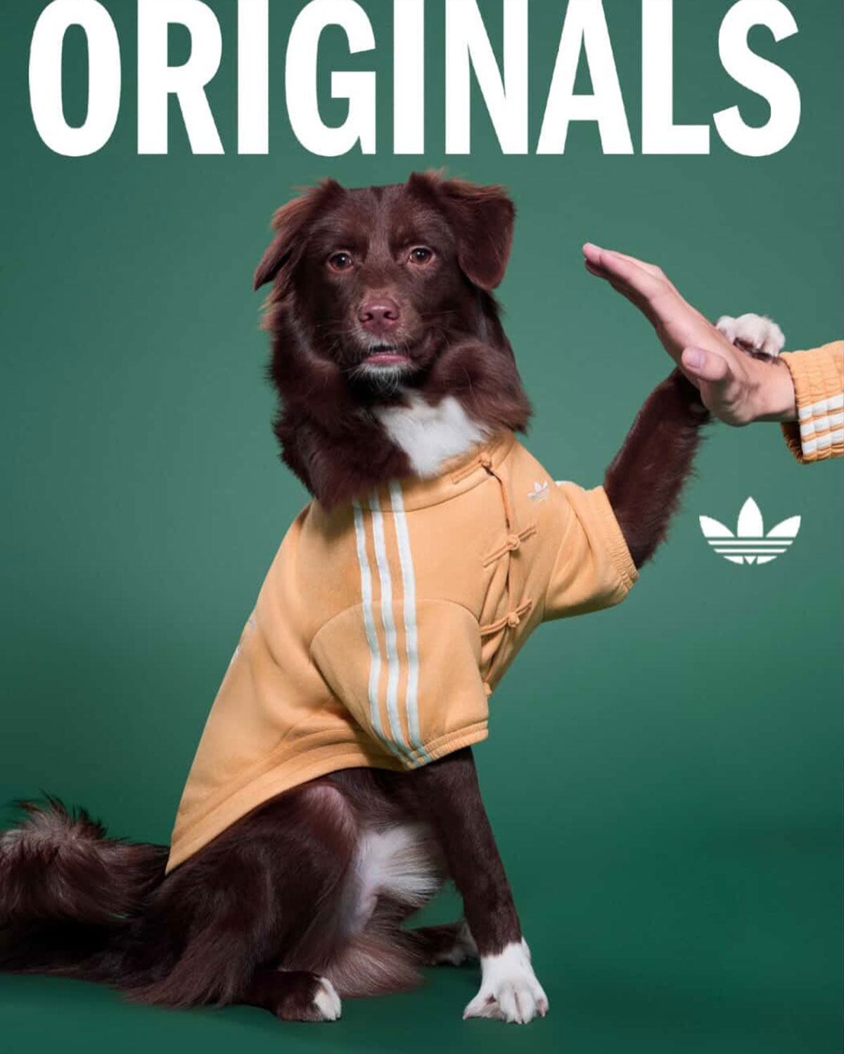 Adidas Pet Collection Chinese New Year 2026 13