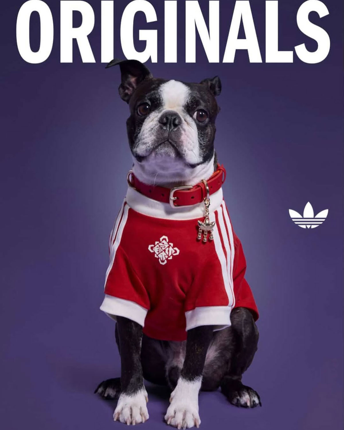 Adidas Pet Collection Chinese New Year 2026 14