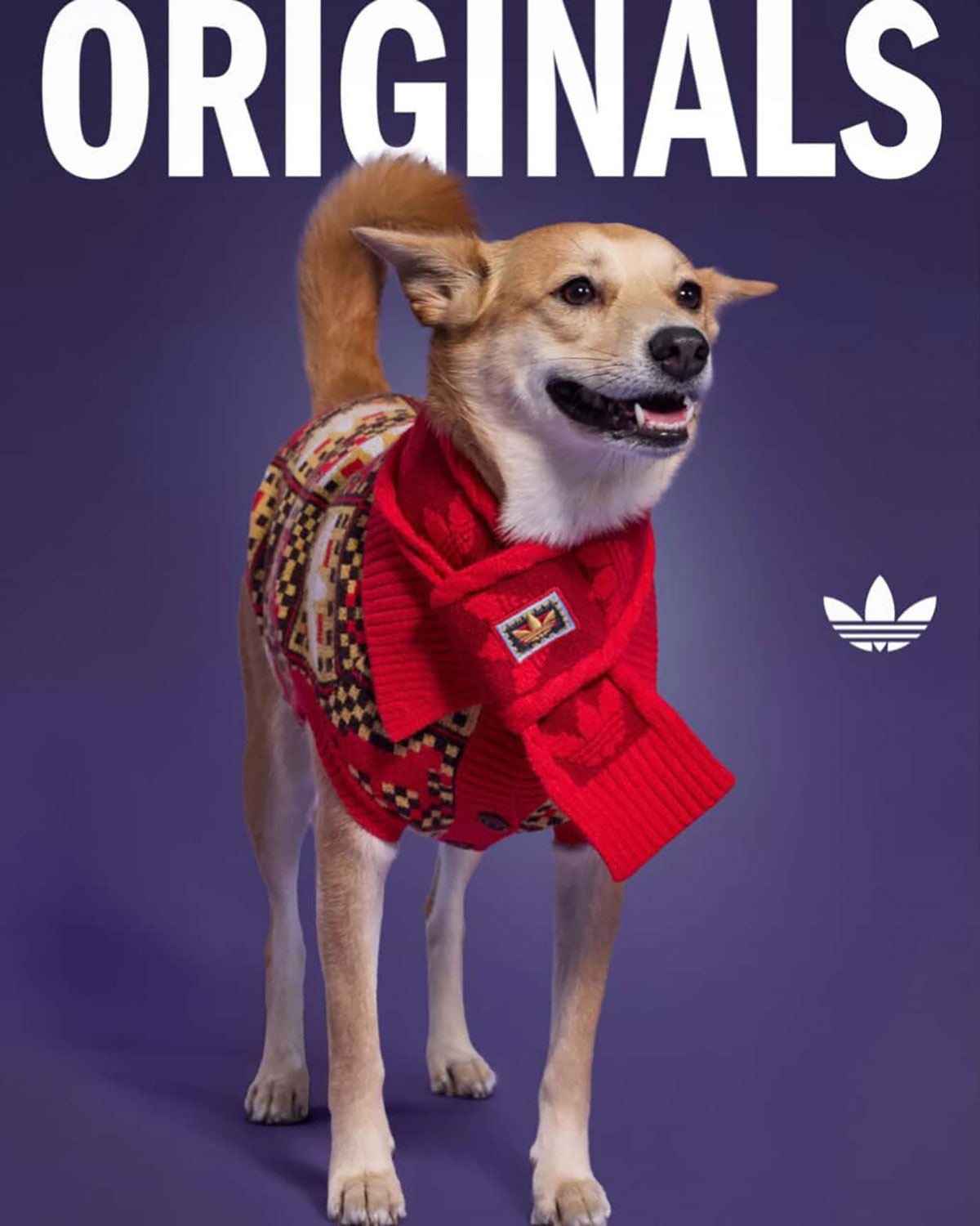 Adidas Pet Collection Chinese New Year 2026 15