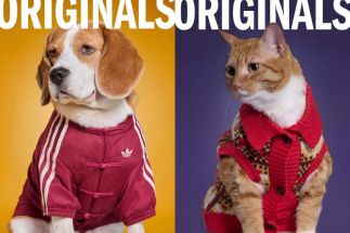 adidas Made It’s Most-Wanted Apparel Item For Pets