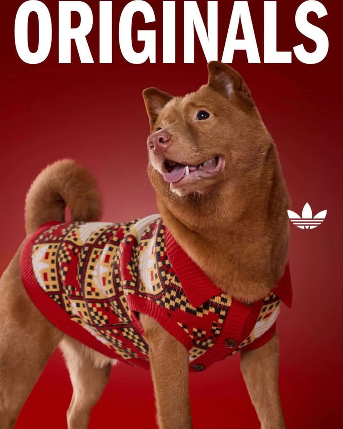 Adidas Pet Collection Chinese New Year 2026 4