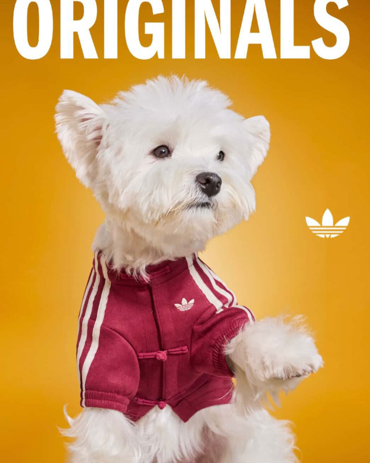 Adidas Pet Collection Chinese New Year 2026 5
