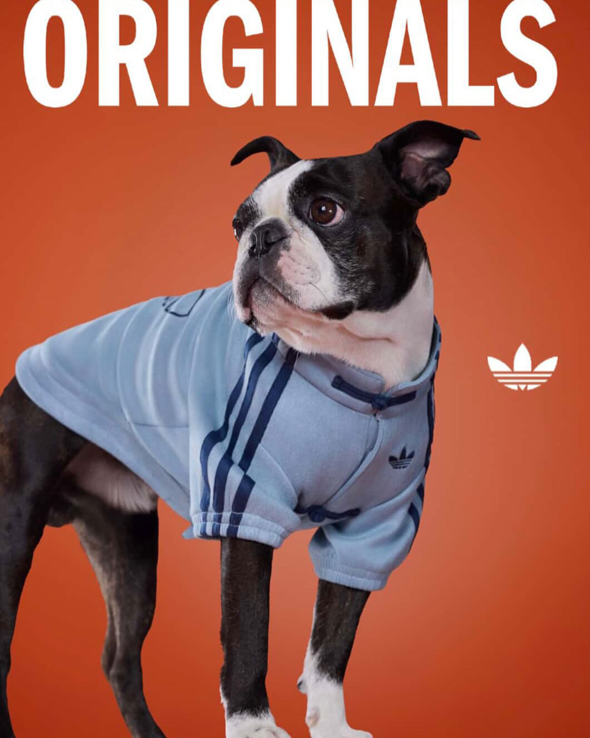 Adidas Pet Collection Chinese New Year 2026 6