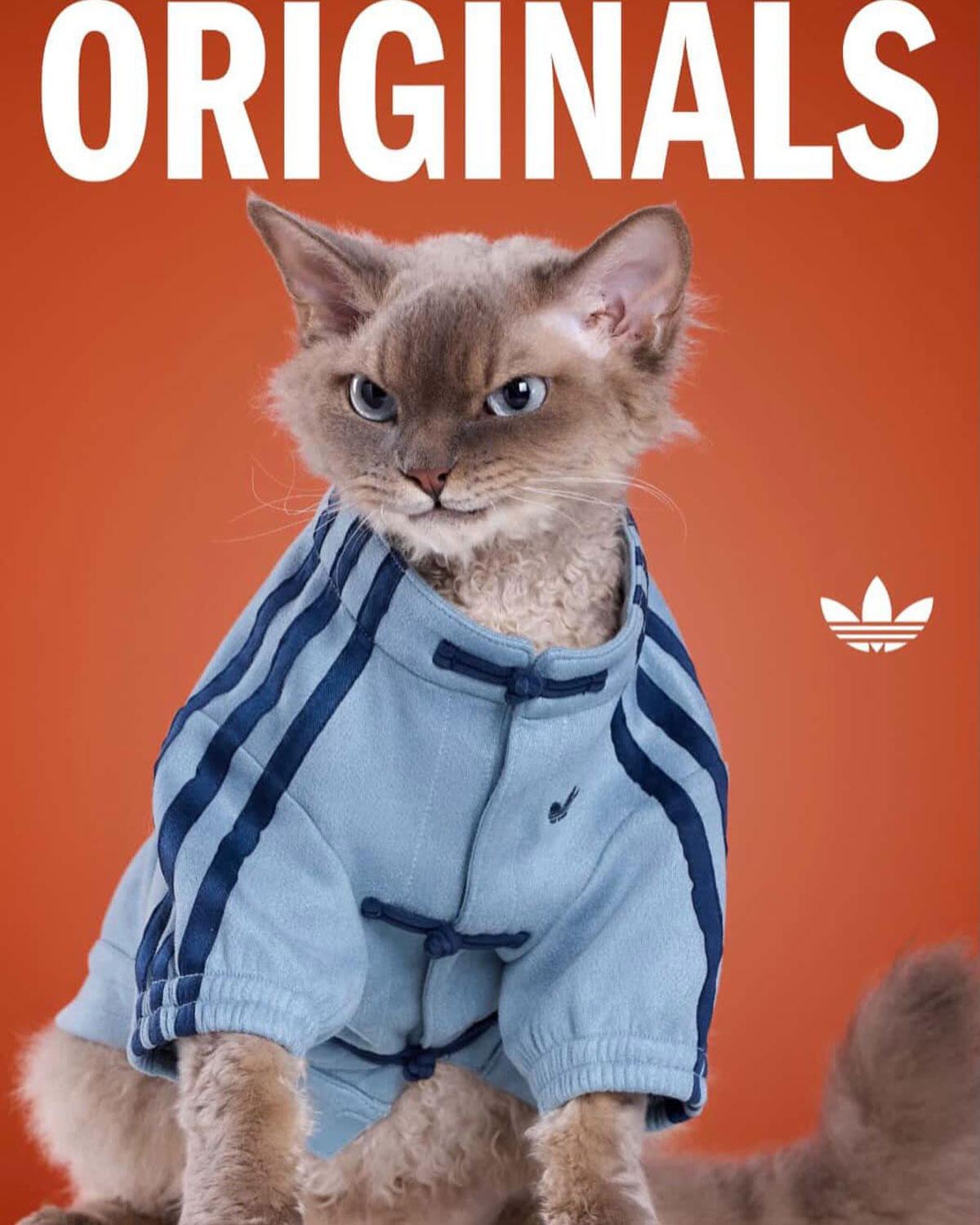 Adidas Pet Collection Chinese New Year 2026 7