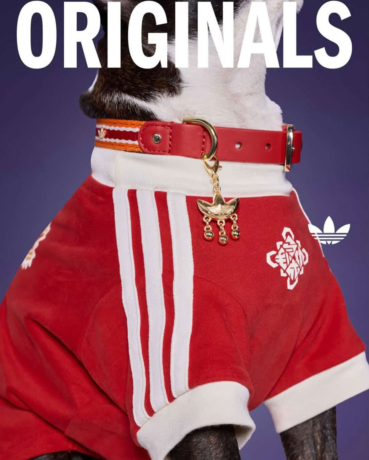 Adidas Pet Collection Chinese New Year 2026 9