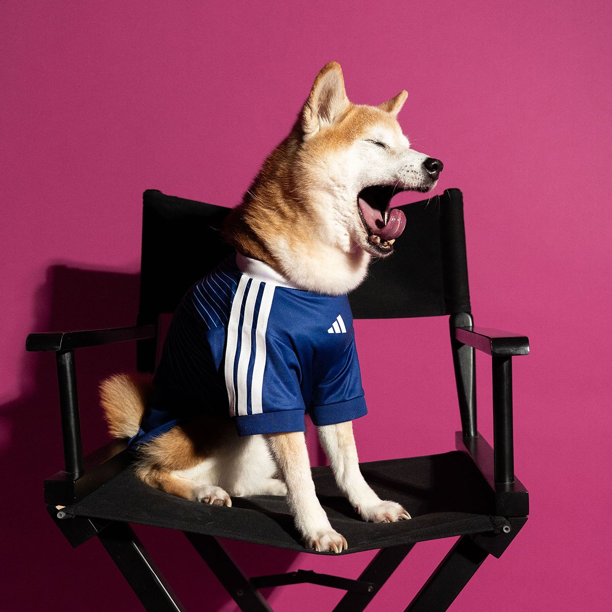 adidas Dog Soccer Jerseys 2026 World Cup | SneakerNews.com